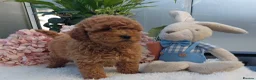 Cockapoo dogs for sale: Vet/Health checked Fox Red ockerpoo Puppies F1 - Advert 7