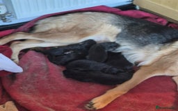German Shepherd dogs for sale: German shepard puppies - Image 3