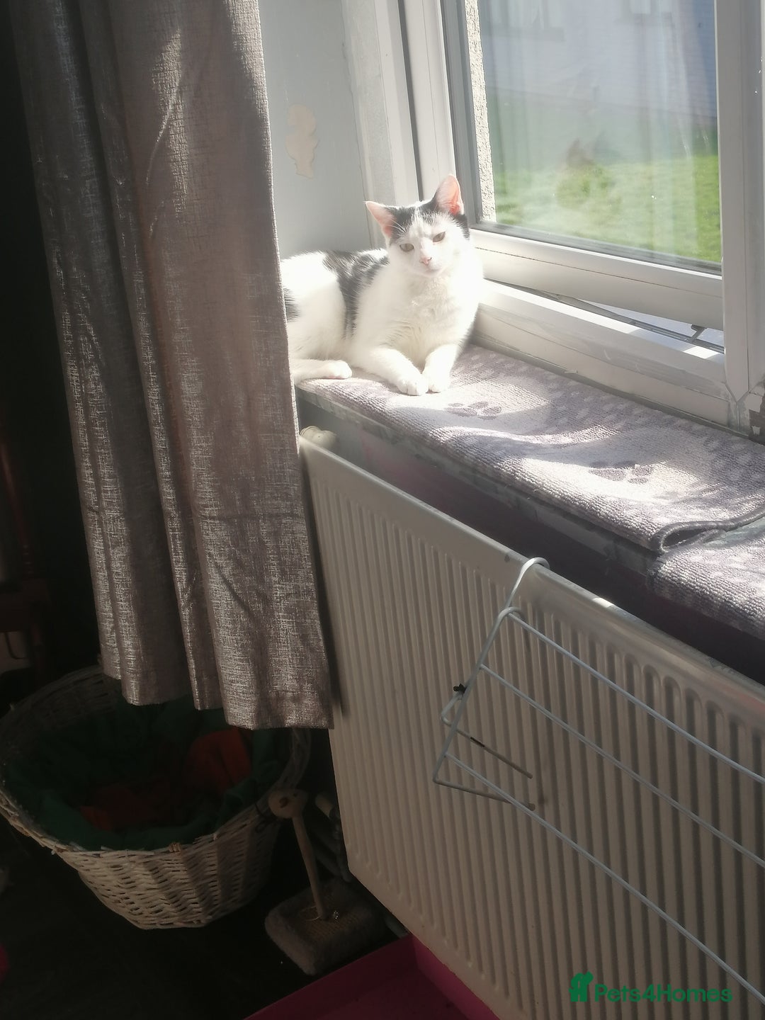 British Shorthair cats for sale: White and black female and male cats - Image 7