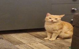 Bengal cats for sale: 2 gorgeous rescue Bengal x for adoption  - Image 1