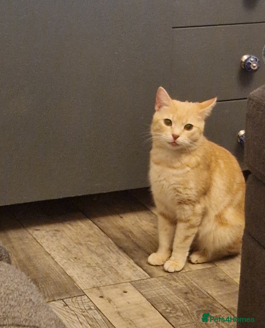 Bengal cats for sale: 2 gorgeous rescue Bengal x for adoption  - Image 1
