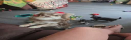 Chihuahua dogs for stud: Beautiful kc registered lilac and cream for stud!! - Advert 2