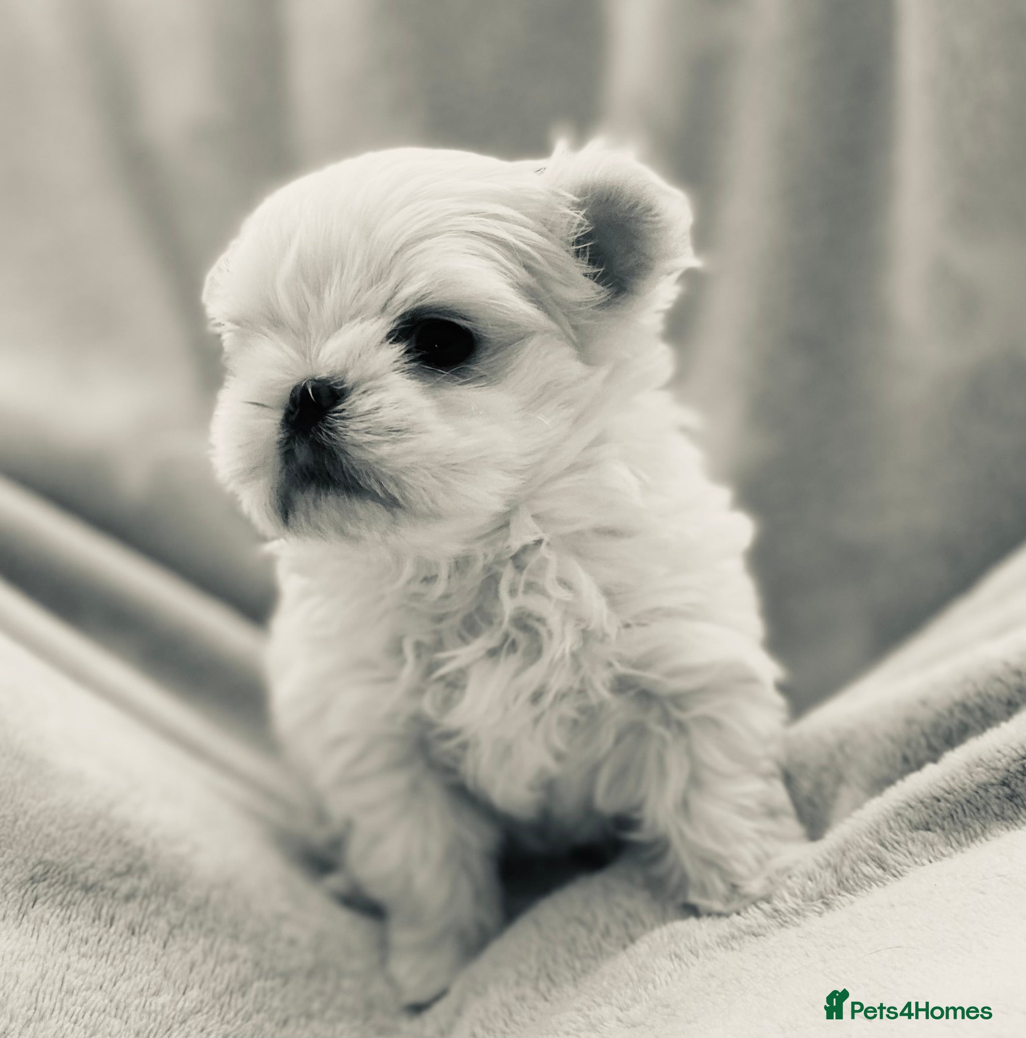 Maltese dogs KC registered Maltese pups - Advert 9