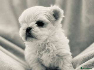 Maltese dogs KC registered Maltese pups - Advert 5