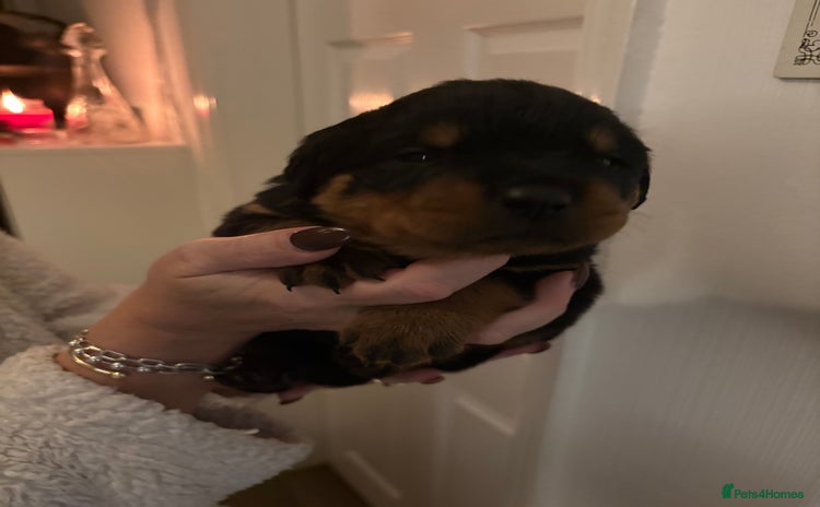 Rottweiler dogs - Advert 4