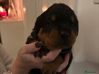 Rottweiler dogs - Advert 2