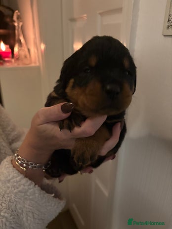 Rottweiler dogs - Advert 1