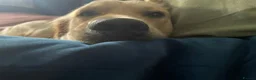 Golden Retriever dogs for stud: Woody (KENZRIGGMAC BOURBON CREAM) - Advert 5