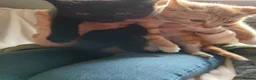 Mixed Breed cats for sale: Kittens ready for their forever home. in Goole - Advert 2