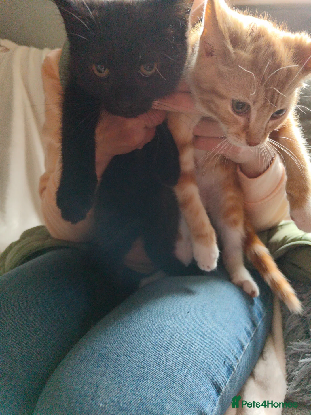 Mixed Breed cats for sale: Kittens ready for their forever home. in Goole - Advert 2