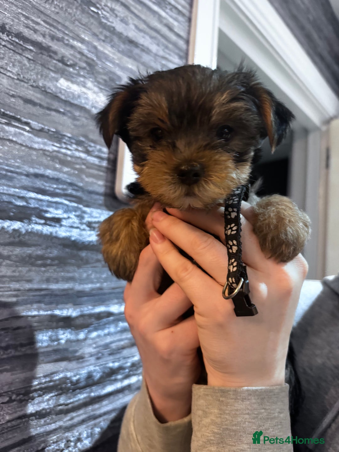 Yorkshire Terrier dogs for sale: 5x Boys 2x Girls Gorgeous Yorkshire Terriers  - Advert 7