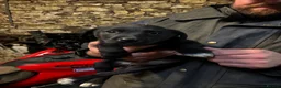 Borador dogs for sale: Labrador collie pups  - Advert 14
