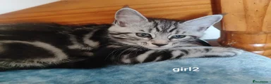 Maine Coon Kitten 2