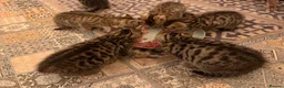 Bengal cats for sale: Kittens in Taunton - Advert 15