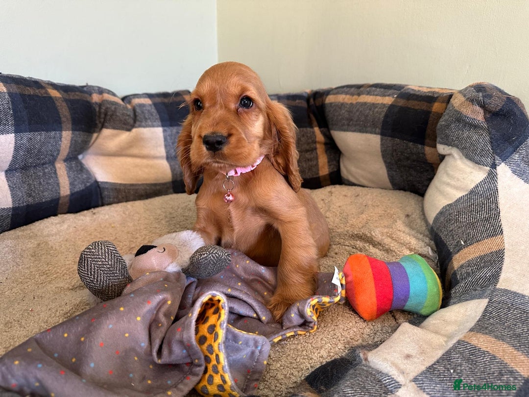 Cocker Spaniel dogs for sale: *Show Type* Cocker Spaniel Puppies  - Image 5