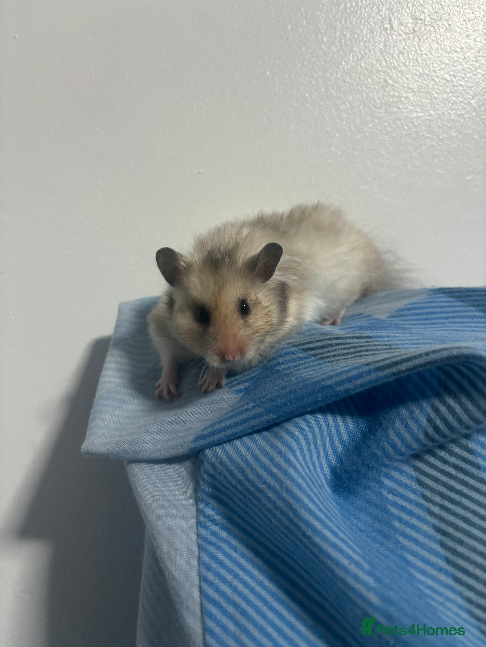 Hamster rodents hamster cristina - Advert 4