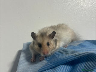 Hamster rodents hamster cristina - Advert 6