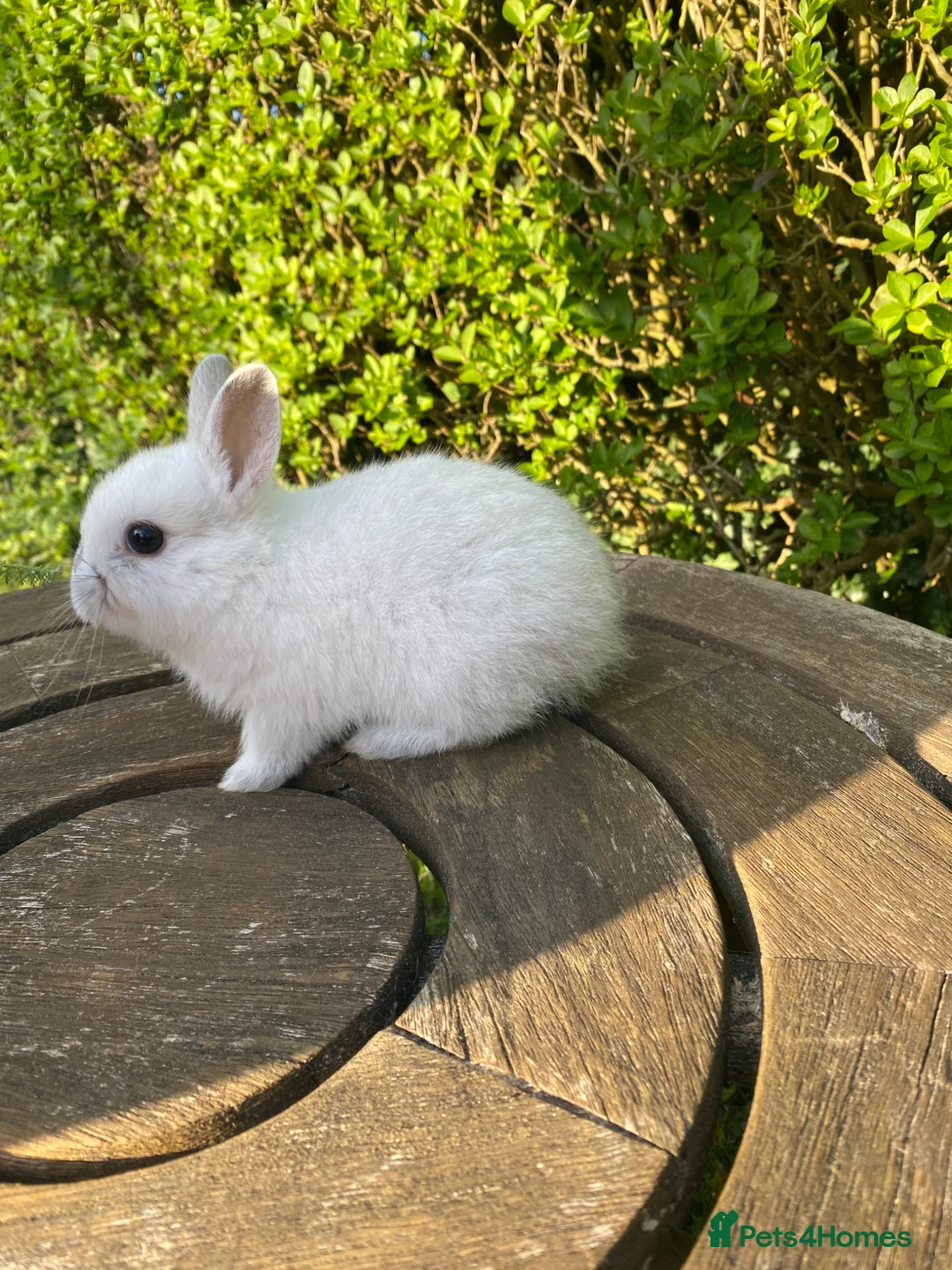 Netherland Dwarf rabbits for sale: 4 Netherland Dwarf bunnies in Dunstable - Advert 4
