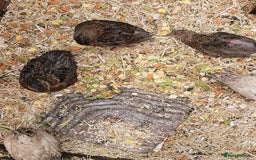 Quail poultry for sale: 27 quail available hatched 2025 - Image 8