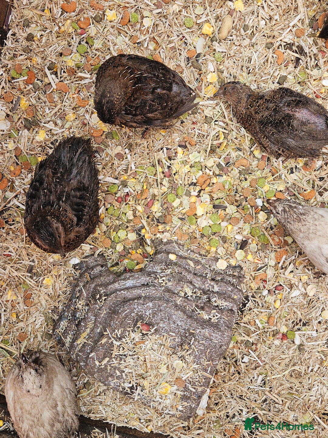 Quail poultry for sale: 27 quail available hatched 2025 - Image 8