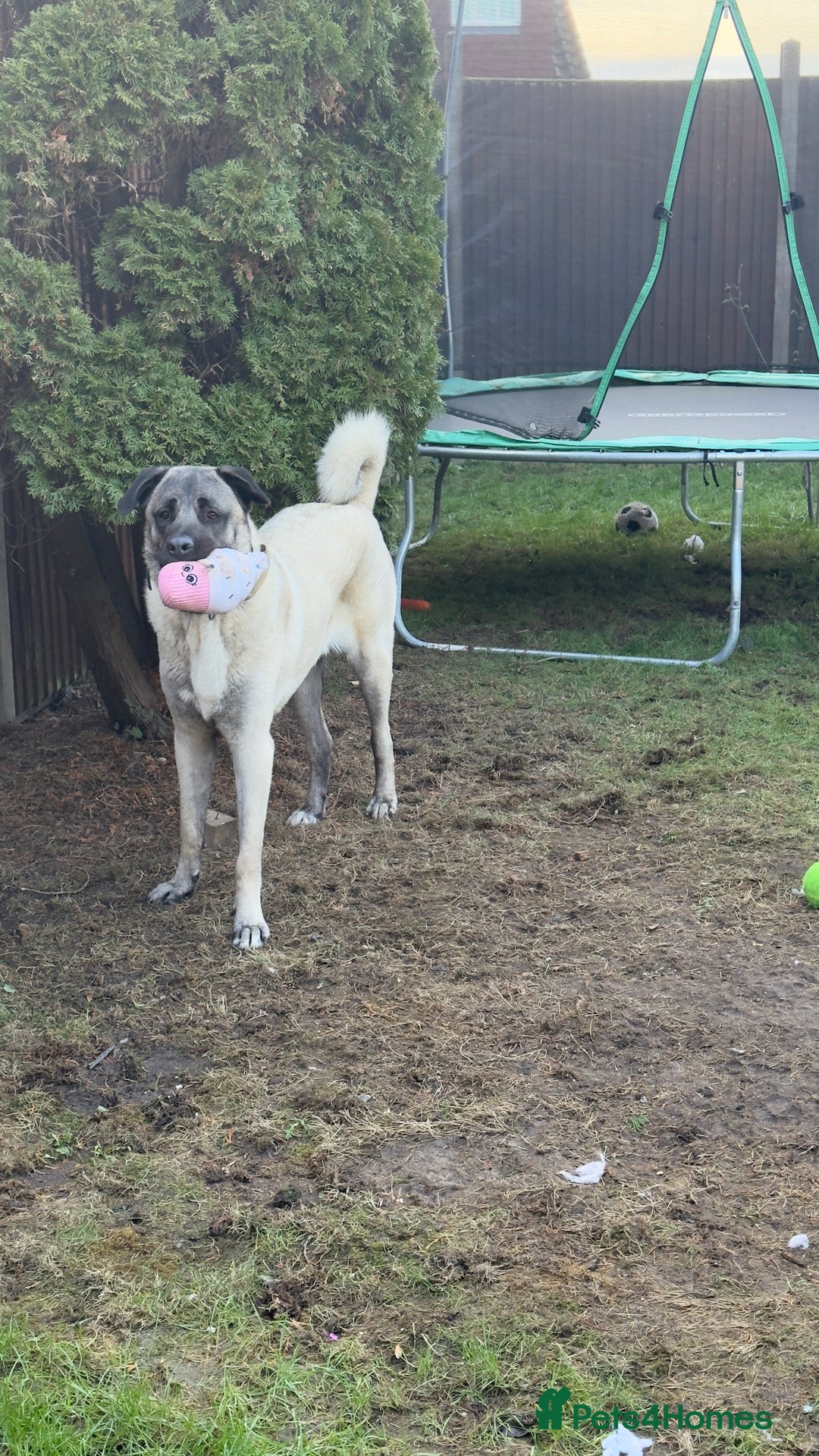 Turkish Kangal dogs for sale: Turkish kangal - Advert 1