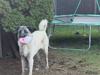 Turkish Kangal dogs Turkish kangal - Advert 17