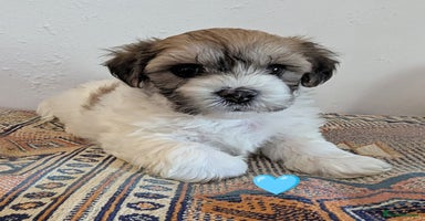 Cavachon dogs - Advert 5