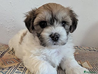 Cavachon dogs - Advert 3