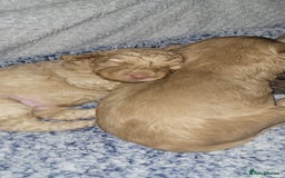 Cockapoo dogs for sale: F3b Merle Cockapoos - Image 22