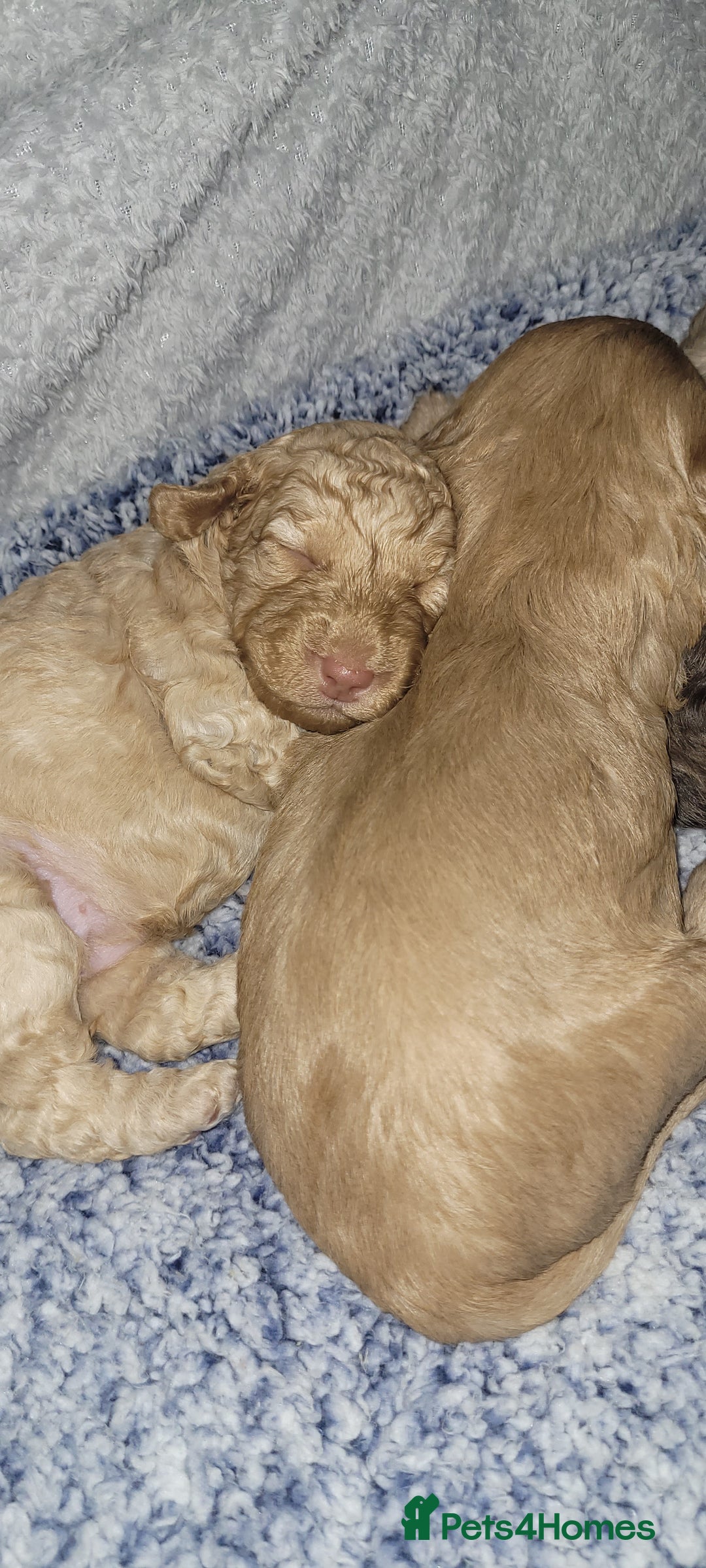 Cockapoo dogs for sale: F3b Merle Cockapoos - Image 22