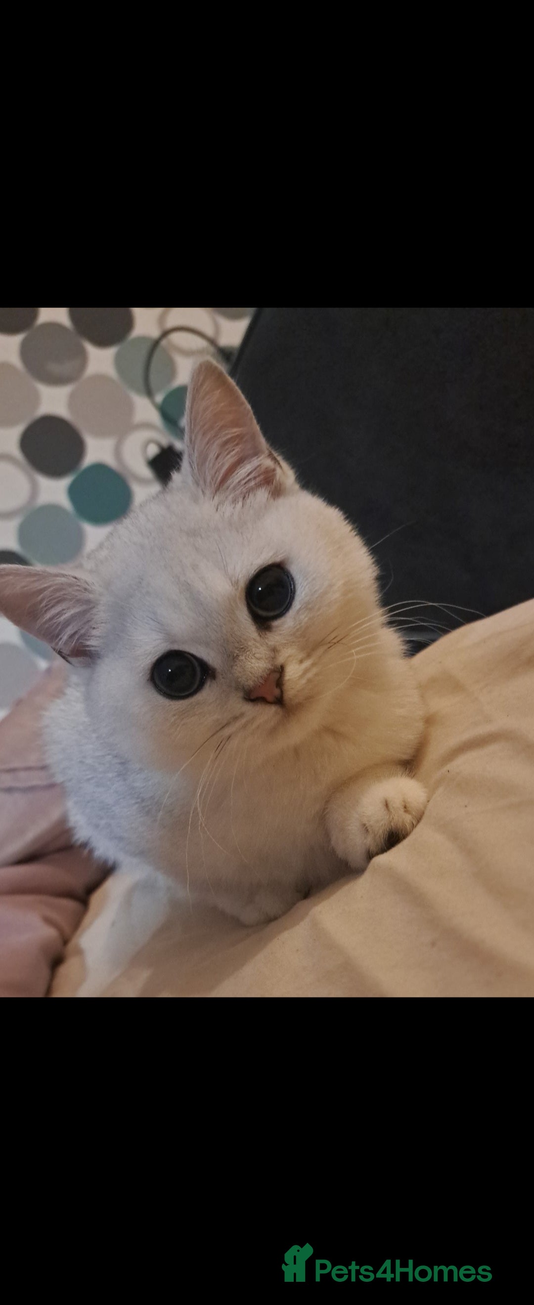 British Shorthair cats for sale: 4 beautiful kittens for sale - Image 6