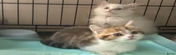 Munchkin cats for sale: Full Pedigree Munchkin Kittens - Advert 2