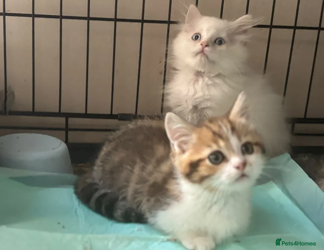 Munchkin cats for sale: Full Pedigree Munchkin Kittens - Advert 2