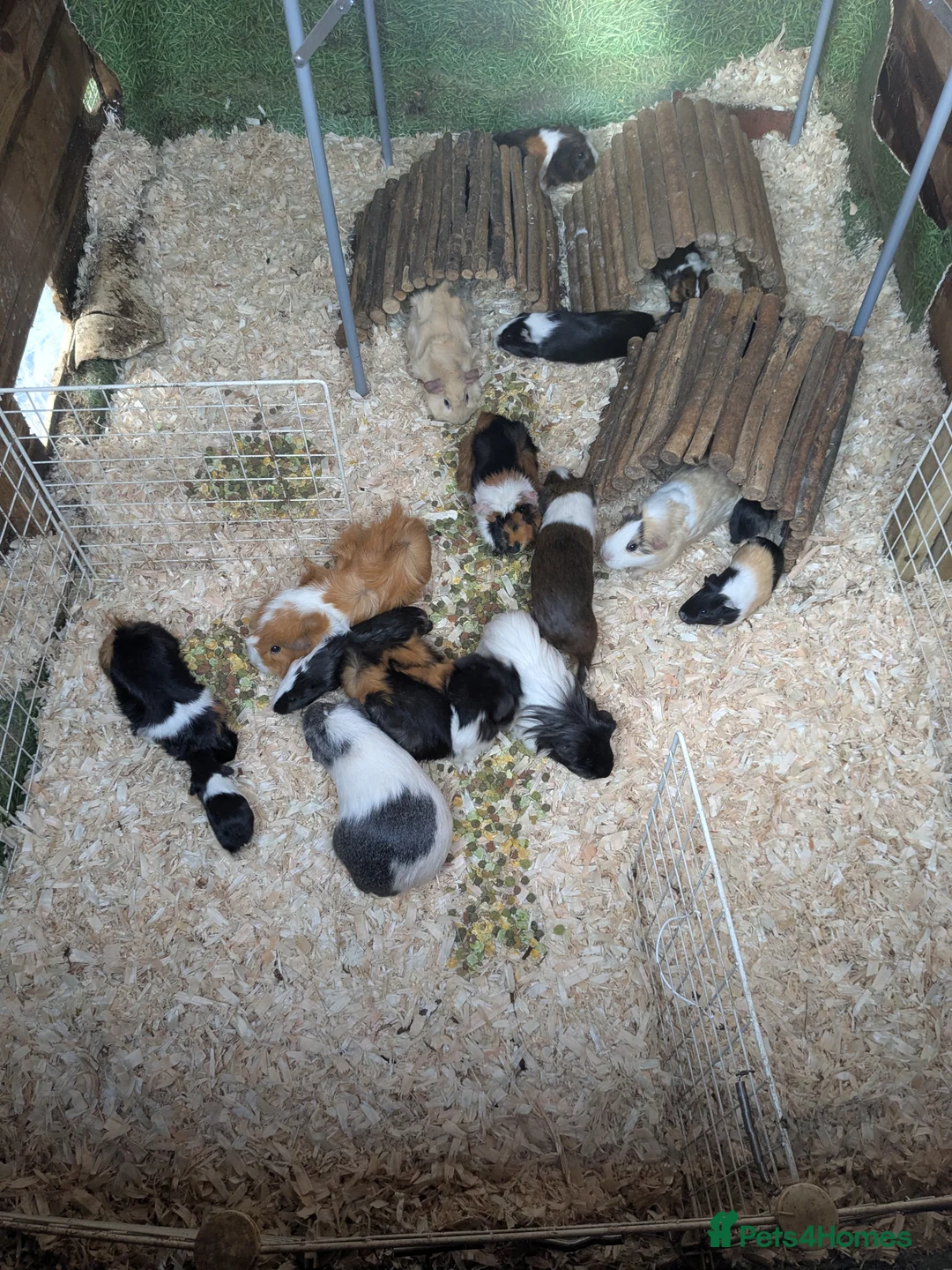Guinea Pig rodents for sale: Baby boy piggies - Advert 1