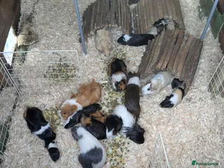 Guinea Pig rodents Baby boy piggies - Advert 1