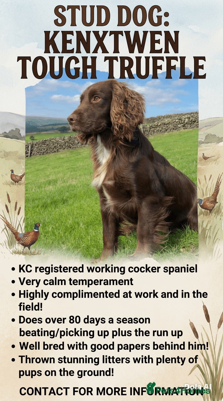 Cocker Spaniel dogs KC working cocker spaniel (arlo) - Advert 1