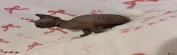 Sphynx cats for sale: (LAST 2) Sphynx Kittens - Advert 9
