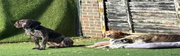 German Shorthaired Pointer dogs for adoption: Roza is looking for her forever home  in Hemel Hempstead - Advert 6