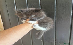 Maine Coon cats for sale: 2 female, 1 male ready for their forever home - Image 11