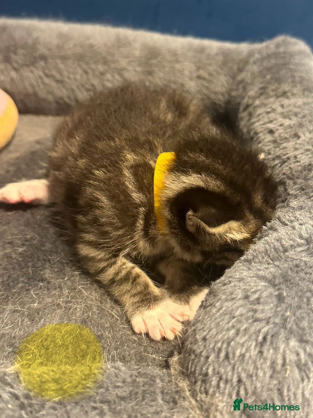 Bengal cats for sale: Queen boo 💕❤️ - Image 5