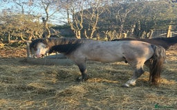 Welsh Section A horses for sale: Welsh a 2 year old gelding  - Image 2