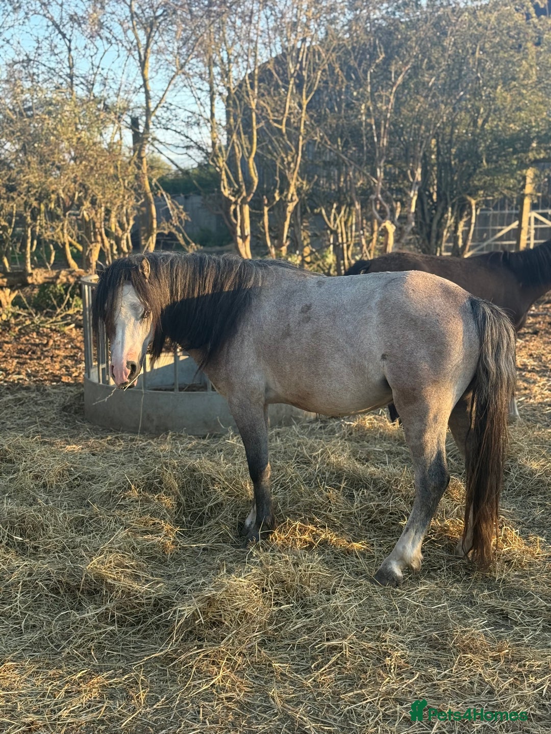 Welsh Section A horses for sale: Welsh a 2 year old gelding  - Image 2