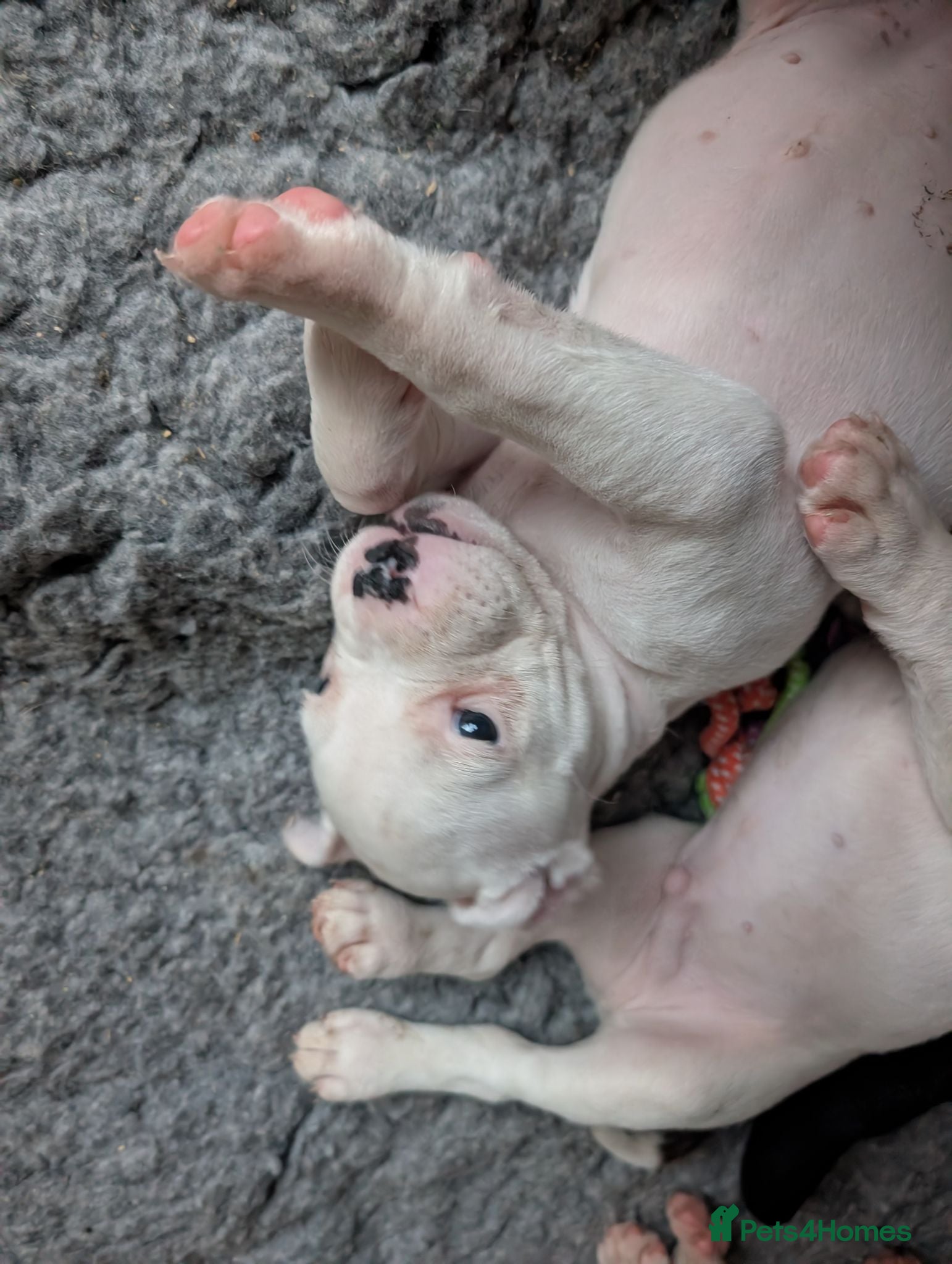 American Bulldog dogs Johnson American bulldog puppies - Advert 2