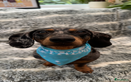 Dachshund dogs for sale: 1 year old Male Smooth Dapple Dachshund  - Image 2