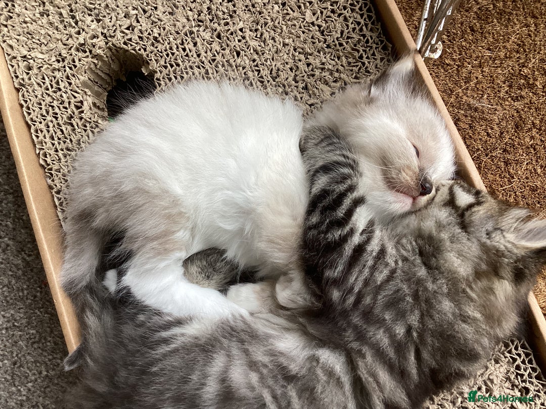 Ragdoll cats for sale: Adorable Ragdoll Kittens - Image 29