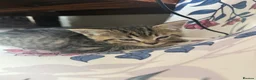 Mixed Breed cats for sale: Cute mixed long & short hair kittens for sale - Advert 2
