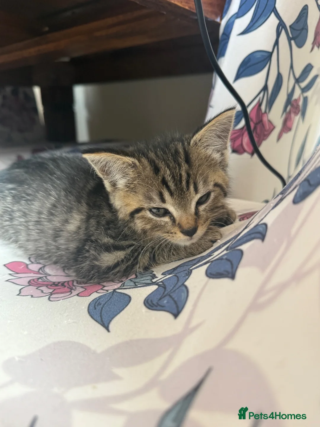 Mixed Breed cats for sale: Cute mixed long & short hair kittens for sale - Advert 2