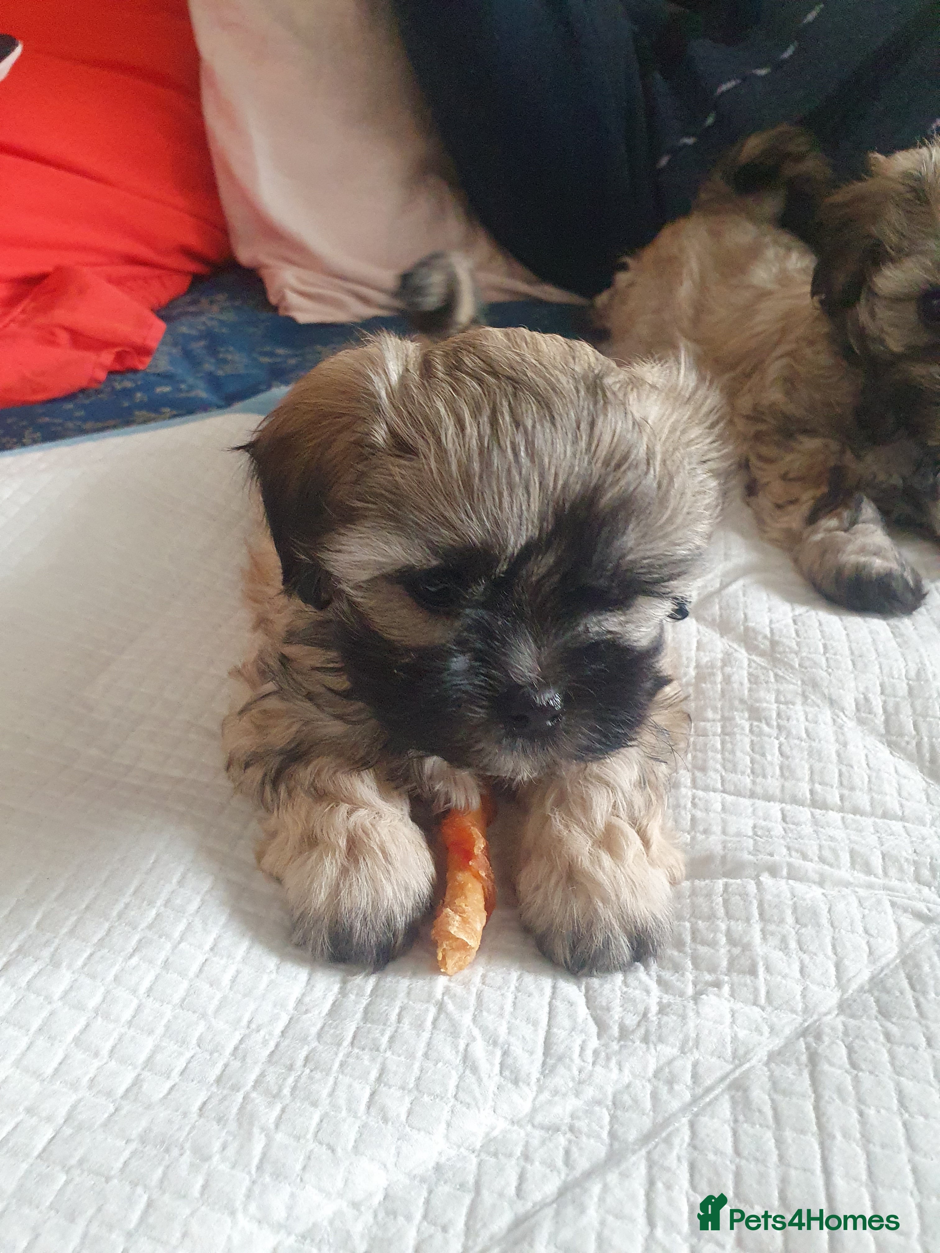 Bichon Frise dogs Available 1 poppy mini bishon freeze. - Advert 2