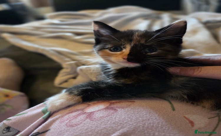 Mixed Breed cats - Advert 5