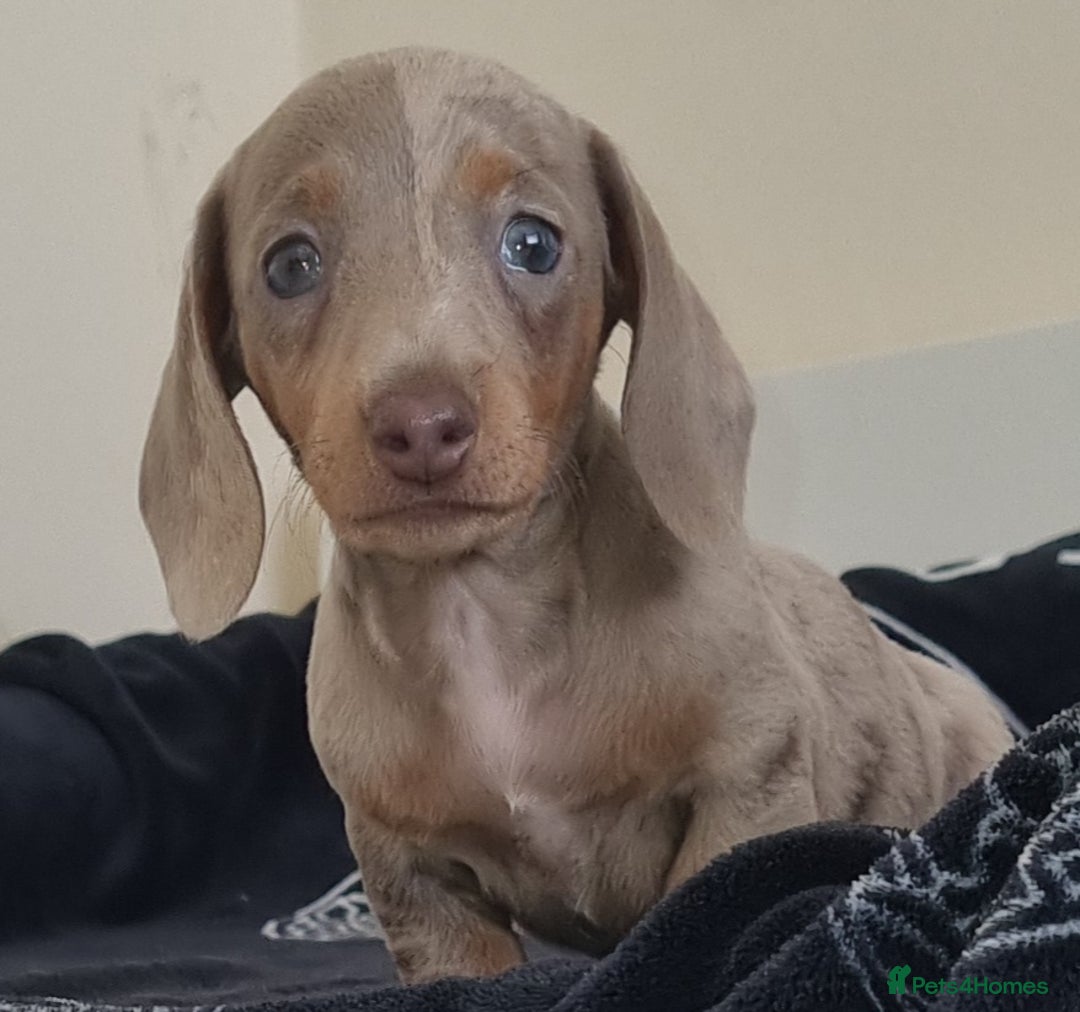 Dachshund dogs for sale: Gorgeous Mini Dachshund puppy's  - Image 4